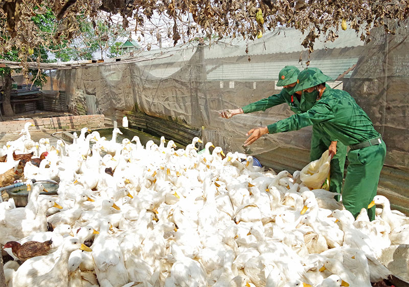 Hiệu quả tăng gia sản xuất từ các tổ, trạm

